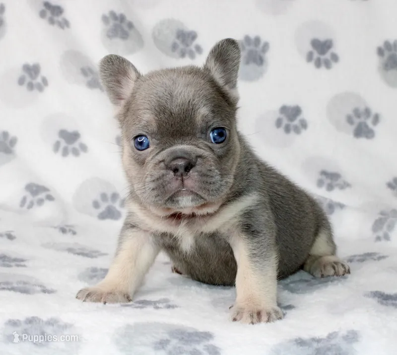 Hulu – French Bulldog puppy for sale in Fort Worth, TX