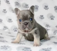 Hulu, a female French Bulldog for sale in Fort Worth, TX – 1 of 1