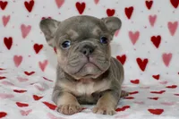 Bella, a female French Bulldog for sale in Fort Worth, TX – 2 of 3