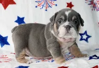 Berri , a female English Bulldog for sale in Fort Worth, TX – 3 of 4