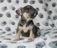 Rocco, a male French Bulldog for sale in Fort Worth, TX – 2 of 3