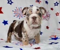 Diva , a female English Bulldog for sale in Fort Worth, TX – 2 of 3