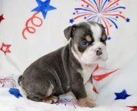 Buzz, a male English Bulldog for sale in Fort Worth, TX – 3 of 3