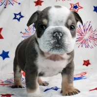 Spud, a male English Bulldog for sale in Fort Worth, TX – 2 of 4