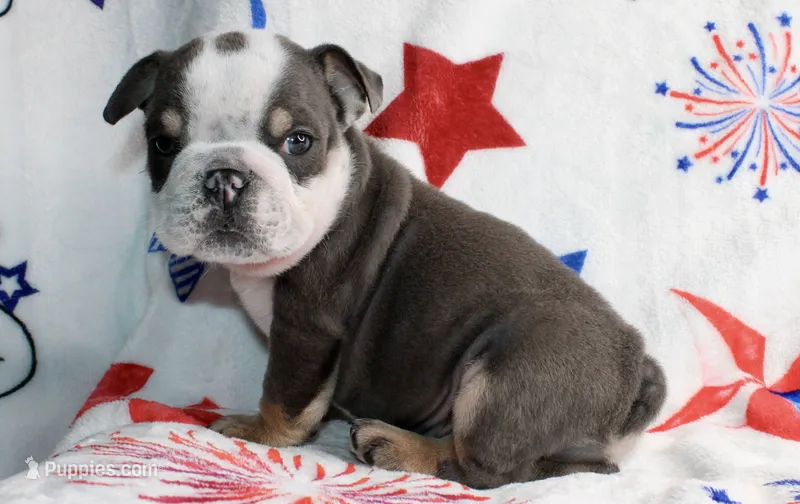 Spud – English Bulldog puppy for sale in Fort Worth, TX