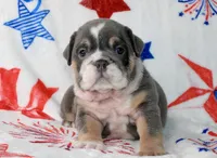 Berri , a female English Bulldog for sale in Fort Worth, TX – 1 of 4