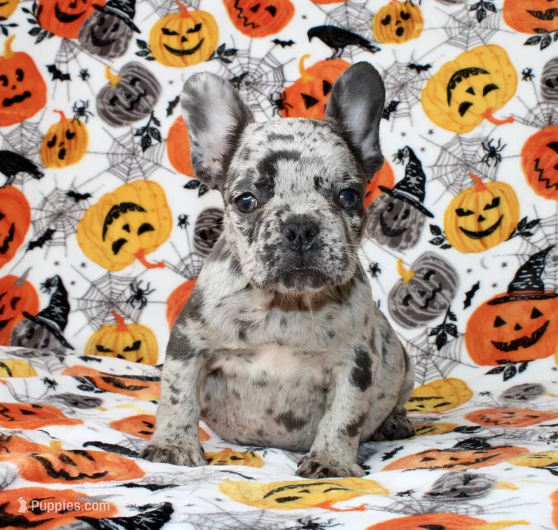 Peppa – French Bulldog puppy for sale in Fort Worth, TX