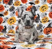 Peppa, a female French Bulldog for sale in Fort Worth, TX – 1 of 4