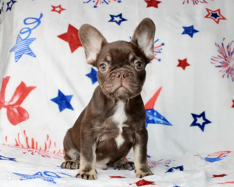 Reese – French Bulldog puppy for sale in Fort Worth, TX