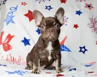 Reese, a male French Bulldog for sale in Fort Worth, TX – 1 of 4