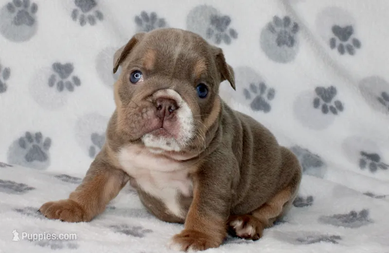 Penny – English Bulldog puppy for sale in Fort Worth, TX