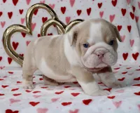 Tuggs, a male English Bulldog for sale in Fort Worth, TX – Photo 3 of 3