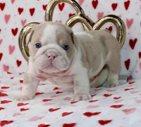 Tuggs, a male English Bulldog for sale in Fort Worth, TX – Photo 1 of 3