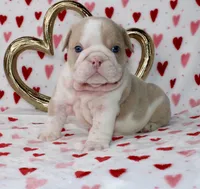 Tuggs, a male English Bulldog for sale in Fort Worth, TX – Photo 2 of 3