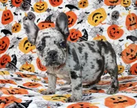 Peppa, a female French Bulldog for sale in Fort Worth, TX – 4 of 4