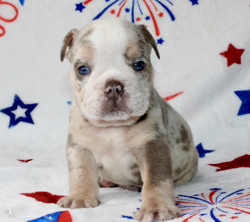 Woody  – English Bulldog puppy for sale in Fort Worth, TX