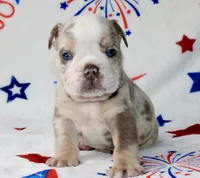 Woody , a male English Bulldog for sale in Fort Worth, TX – 1 of 3