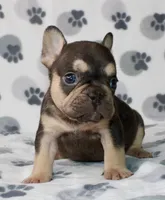 Milo , a male French Bulldog for sale in Fort Worth, TX – 4 of 4