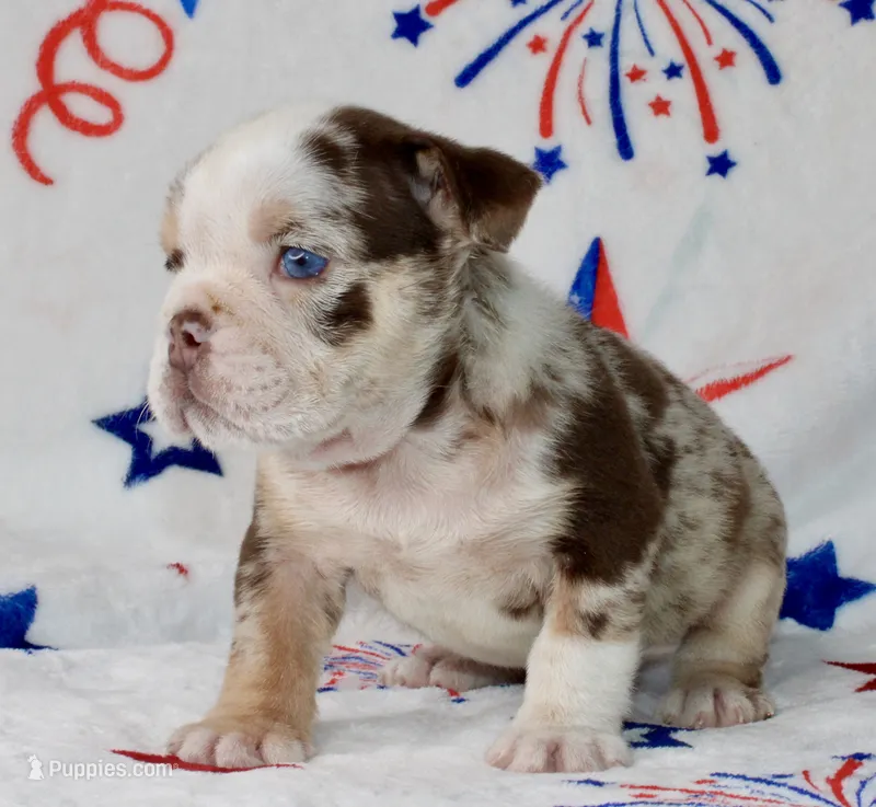 Charlie  – English Bulldog puppy for sale in Fort Worth, TX