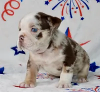 Charlie , a female English Bulldog for sale in Fort Worth, TX – 1 of 3