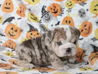 Fiona, a female English Bulldog for sale in Fort Worth, TX – 2 of 3