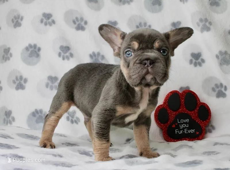 Chase  – French Bulldog puppy for sale in Fort Worth, TX