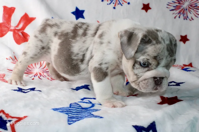 Lilly – English Bulldog puppy for sale in Fort Worth, TX