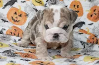 Fiona, a female English Bulldog for sale in Fort Worth, TX – 3 of 3