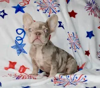 Ace , a male French Bulldog for sale in Fort Worth, TX – 2 of 4