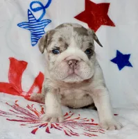 Lilly, a female English Bulldog for sale in Fort Worth, TX – 2 of 3