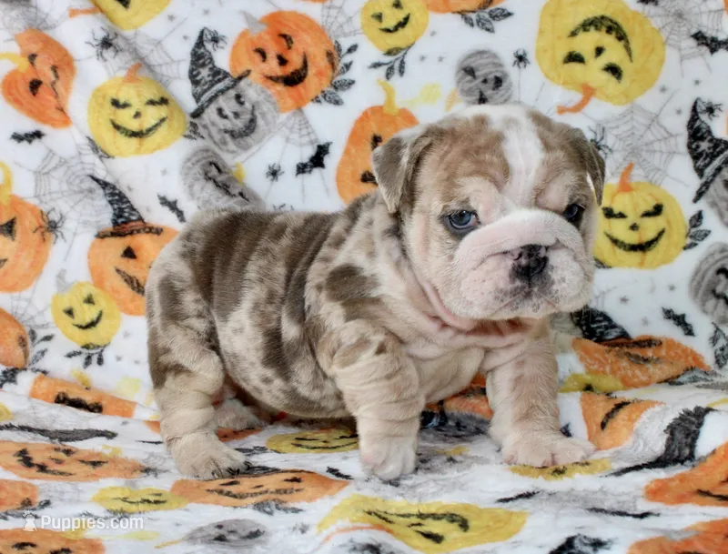 Fiona – English Bulldog puppy for sale in Fort Worth, TX