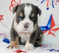 Buzz, a male English Bulldog for sale in Fort Worth, TX – 2 of 3