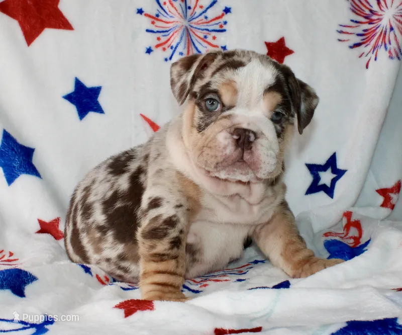Twix – English Bulldog puppy for sale in Fort Worth, TX