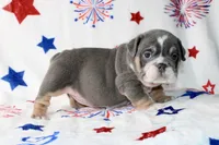 Berri , a female English Bulldog for sale in Fort Worth, TX – 4 of 4