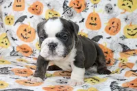 Cody, a male English Bulldog for sale in Fort Worth, TX – 3 of 3