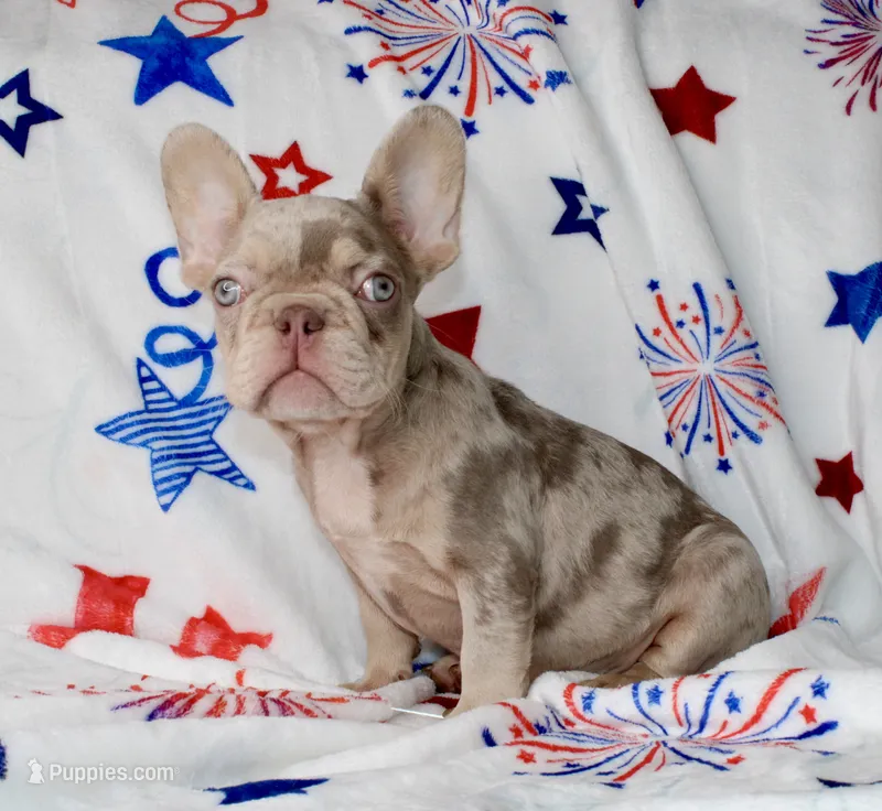 Ace  – French Bulldog puppy for sale in Fort Worth, TX