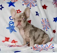 Ace , a male French Bulldog for sale in Fort Worth, TX – 1 of 4