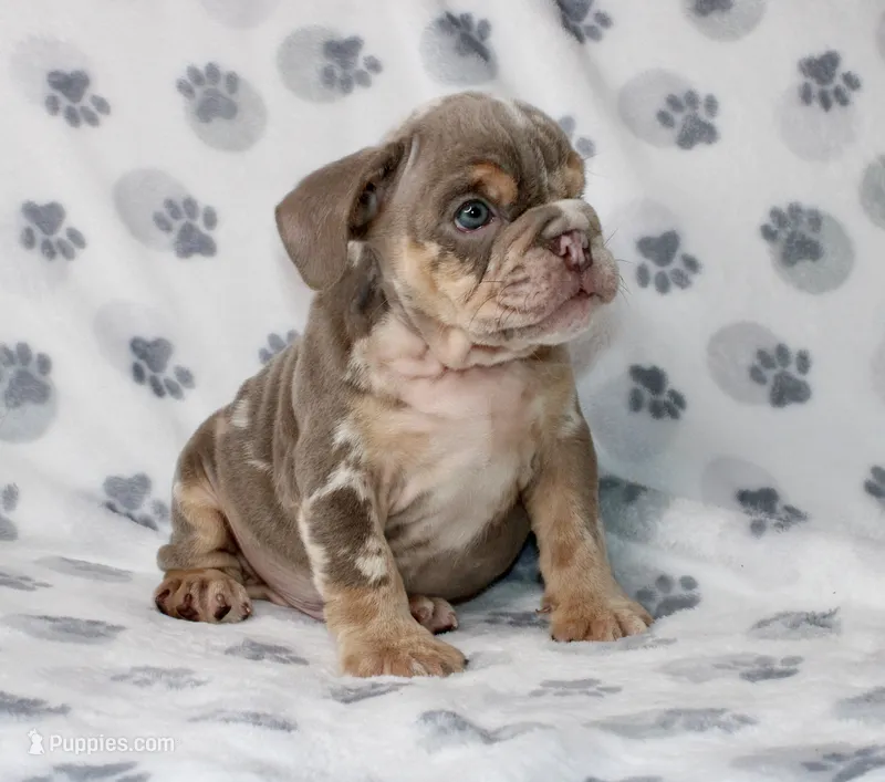 Snoop – English Bulldog puppy for sale in Fort Worth, TX