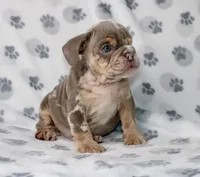 Snoop, a male English Bulldog for sale in Fort Worth, TX – 1 of 4