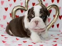 Reese , a male English Bulldog for sale in Fort Worth, TX – Photo 2 of 3