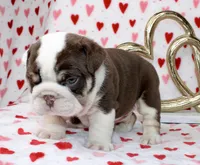 Reese , a male English Bulldog for sale in Fort Worth, TX – Photo 3 of 3