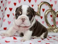 Reese , a male English Bulldog for sale in Fort Worth, TX – Photo 1 of 3
