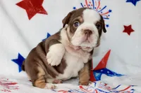 Coco, a female English Bulldog for sale in Fort Worth, TX – 3 of 3