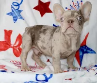 Ace , a male French Bulldog for sale in Fort Worth, TX – 3 of 4