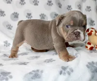 Penny, a female English Bulldog for sale in Fort Worth, TX – 3 of 3