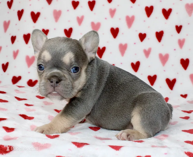 Luna – French Bulldog puppy for sale in Fort Worth, TX