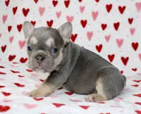 Luna, a female French Bulldog for sale in Fort Worth, TX – 1 of 3