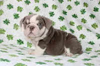 Lucy , a female English Bulldog for sale in Fort Worth, TX – Photo 3 of 3