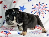 Ramsey, a male English Bulldog for sale in Fort Worth, TX – 3 of 3