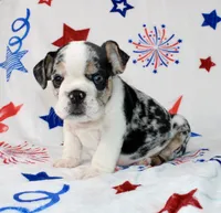 Farah, a female English Bulldog for sale in Fort Worth, TX – 2 of 3